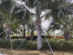 -宝安西湾红树林湿地公园