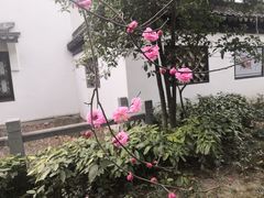 -上海醉白池公园