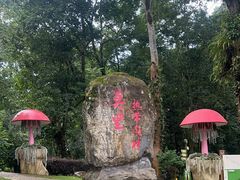 -莫里热带雨林景区
