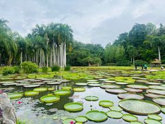 -西双版纳傣族园