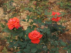 -松山湖梦幻百花洲