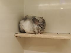 -龙猫仔乐园(惠福东路店)