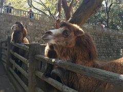 -昆明动物园