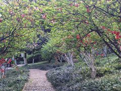 -南山植物园
