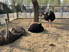 -长白岛森林公园