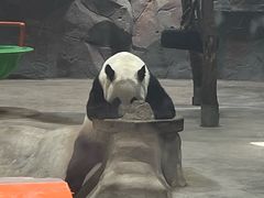 -栾川竹海野生动物园