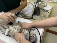 -瑞派康怡24h宠物医院·犬猫医疗中心·微创绝育(瑞景分院)