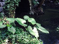 -桂林古东瀑布景区
