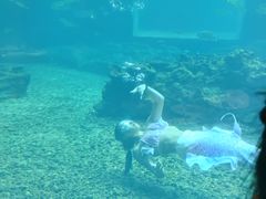 -海棠湾洲际-涛·海底餐厅·美人鱼·自助餐·海底隧道