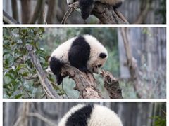 -成都大熊猫繁育研究基地