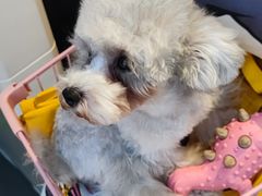 -萌兽医馆·眼科·异宠专科(三里屯店)