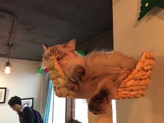 -共舞时光猫咖·狗咖(新街口店)