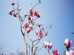 -天适樱花悠乐园