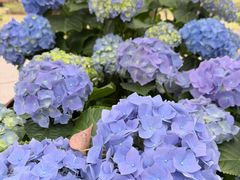 -上海鲜花港