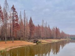 -黄海国家森林公园