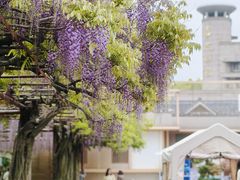 -嘉定紫藤园