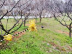 -无锡梅园公园