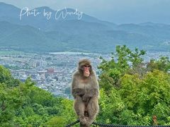 -岚山猴子公园
