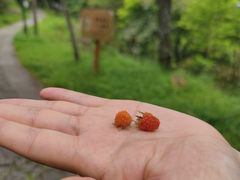 -鼓岭旅游度假区