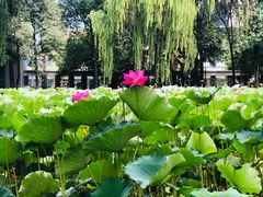 -四川大学(望江校区)