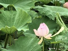 -七的湖·晚芳亭·阳澄湖农家菜·大闸蟹(莲花岛店)