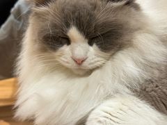 -MOCHA明星猫咖(田子坊店)