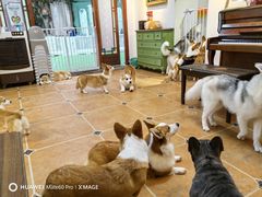 -柯斗斗主题餐厅·狗咖·围炉煮茶·茶饮(国瑞升平里店)