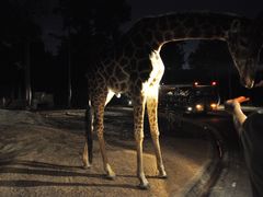 -清迈夜间动物园