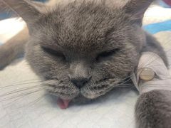 -爱诺耐芙动物医院(万博店)