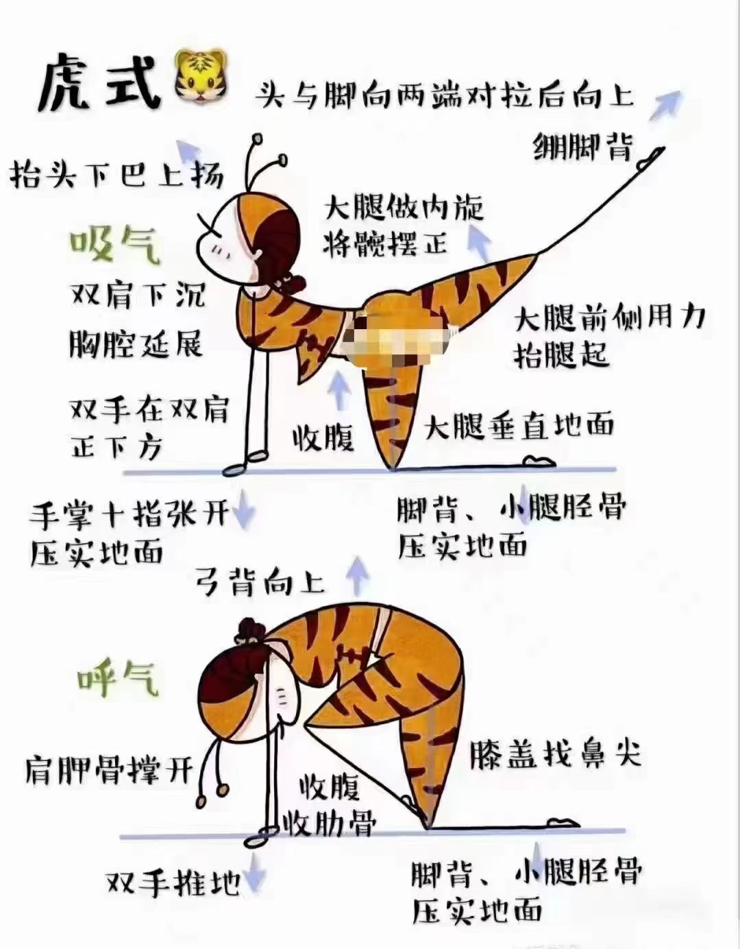 瑜伽虎式图片图片