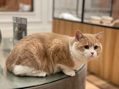 -袖虎·猫馆(体育西路店)