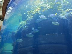 -OPEN開全日自助餐厅·牛肉火锅·海鲜(佛山希尔顿酒店)