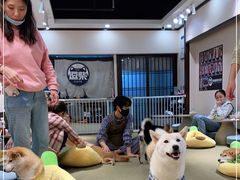 -逗柴咖啡屋·狗咖猫咖宠物桌游