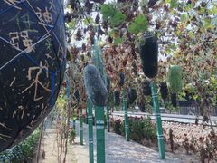 -东方巨龟苑景区