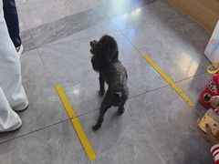 -pd派德宠物中心医院24H急重症·眼科中心·血液透析中心(嵩山北路店)