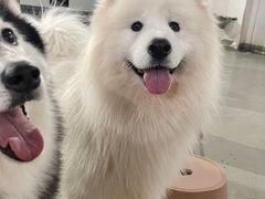 -星多哈·狗咖·拼豆·咖啡