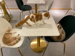-飞行喵MR PILOT|猫舍·猫咖(静安大融城店)