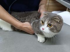 -爱侣宠医·鹦鹉专科·小型哺乳类·异宠专科(灵石路店)