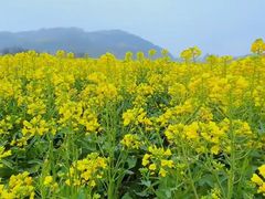 -西京湾花海
