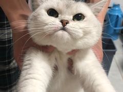 -糯米喵星人总部直营旗舰店·猫舍·幼猫出售