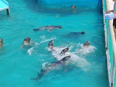 -秦皇岛乐岛海洋王国