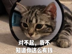 -猫大福·Fortune Cat猫舍(百子湾店)