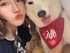 -Husky Go! 哈士奇体验馆·宠物咖啡厅狗咖