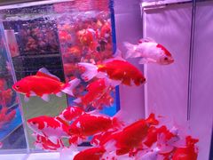 -花鸟鱼虫鲜花绿植市场(玉泉路店)