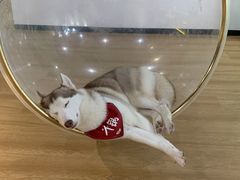 -Husky Go! 哈士奇体验馆·宠物咖啡厅狗咖
