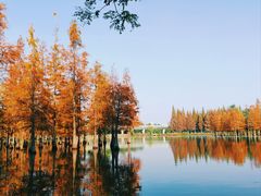 -白鹭湾湿地公园