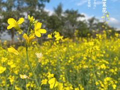 -光明小镇欢乐田园