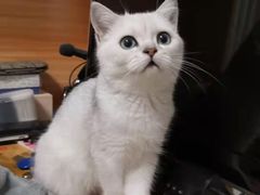 -柚子猫舍·精品猫舍购猫·猫咪认养·购宠·宠物店