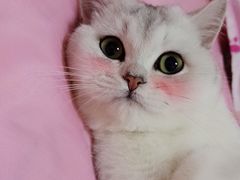 -喵zoo家庭繁育猫舍(尖东智能花园店)