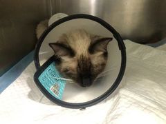 -佳雯宠物医院·皮肤科·内外科(春晓路分院)